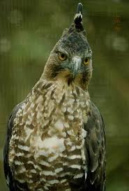 ElangJawa (Spizaetus bartelsi)