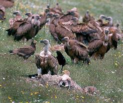 Kransaasvoël Gyps fulvus
