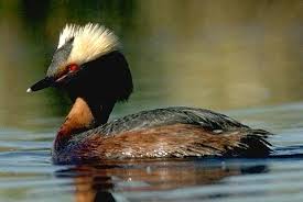 Horned Grebe Podiceps auritus