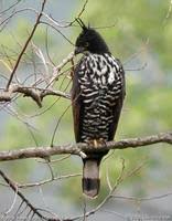 Spizaetus alboniger