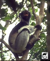 Indri Facts