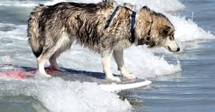 ... Fe plans three surf-dog clinics ...