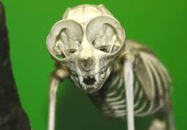 Loris tardigradus