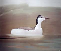 podiceps taczanowskii