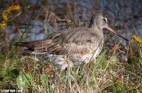 (Limosa haemastica) - Dare