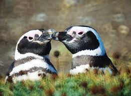 Spheniscus magellanicus,