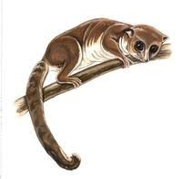 Image of: Cheirogaleus major
