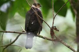 Hawk - Accipiter bicolor