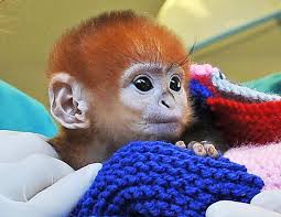 (Trachypithecus francoisi)