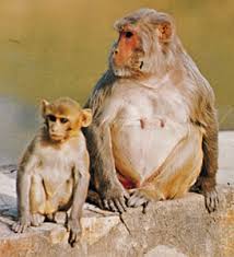 monkeys (Macaca mulatta).