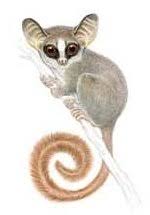 Galagoides rondoensis (Honess