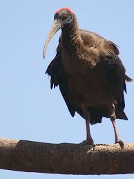 (Pseudibis papillosa),