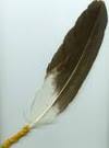 Feather The Eagle Feather Law: How ...