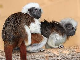(Saguinus oedipus) by