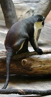 Diana Monkey (Cercopithecus