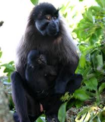 Lophocebus albigena johnstoni