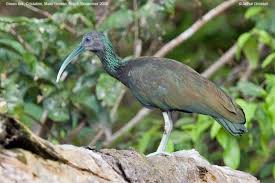 Mesembrinibis cayennensis