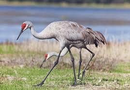 Identification of the Sandhill Crane