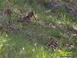 (Scolopax rusticola)