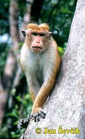 makak bandar, Macaca sinica,