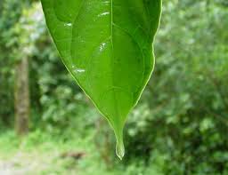 These are known as drip-tip leaves.