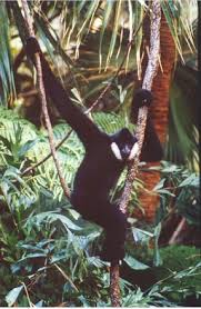 Hylobates leucogenys