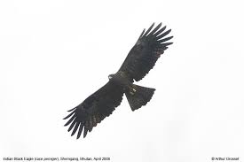 Ictinaetus malayensis