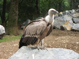 File:Gyps fulvus 01 by