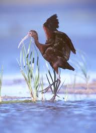 Ibis, Plegadis chihi