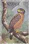Eagle Spilornis holospilus