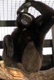 Mueller's gibbon (Hylobates