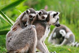 family (Lemur catta). by