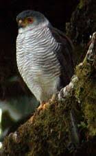 Accipiter superciliosus
