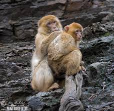 Macaca sylvanus