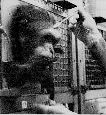 Monkeys (Macaca arctoides)