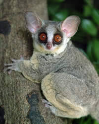 (Galago senegalensis).