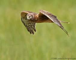 Circus cyaneus hudsonius