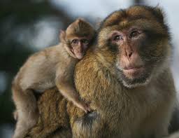 2008|id=12561|title=Macaca