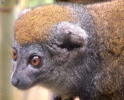 lemur (Hapalemur griseus