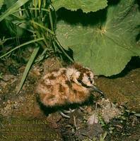 Woodcock chick Scolopax