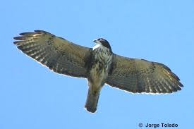Aguilucho chico - AVES DE