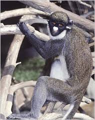 Cercopithecus nictitans