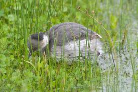 Grebe Podiceps occipitalis