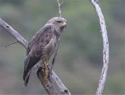 Circaetus cinerascens
