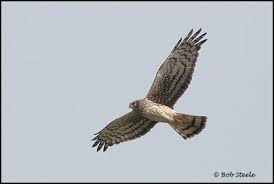 Harrier (Circus cyaneus)