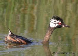 GREBE: Rollandia rolland