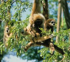 Hylobates lar lar gibbon