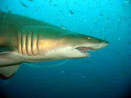 Name - Carcharias taurus