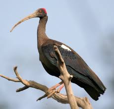 Ibis (Pseudibis papillosa)