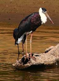 (Ciconia episcopus) - Wiki